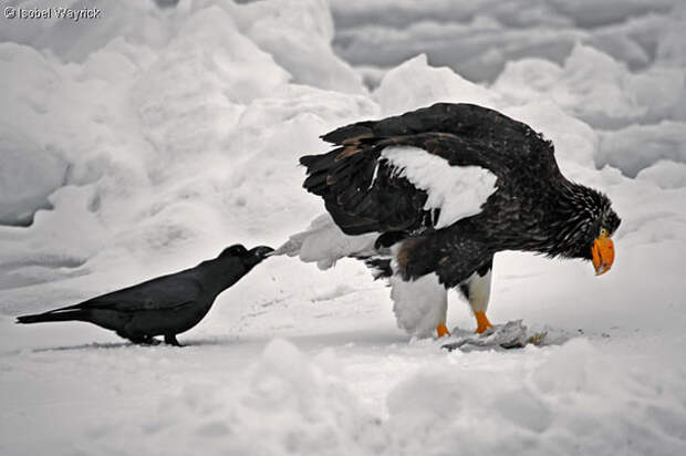 Ворона тянет за хвост орла, чтобы отвлечь его от еды вороны, животные, птицы, фото