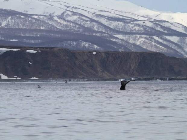 К берегам Камчатки приплыли сразу 12 горбатых китов