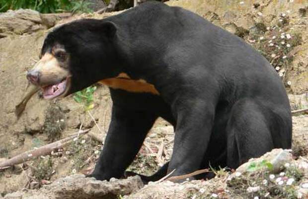 Малайский медведь — бируанг. Малайский медведь — самый редкий вид