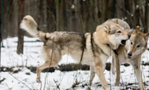 Волчица пришла просить еду и лесник ее пожалел. Через два месяца к деревне пришли три волка и поблаг