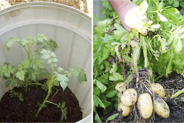 Выращивание картошки в ведре