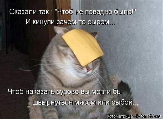 Забавные животные (50 фото)