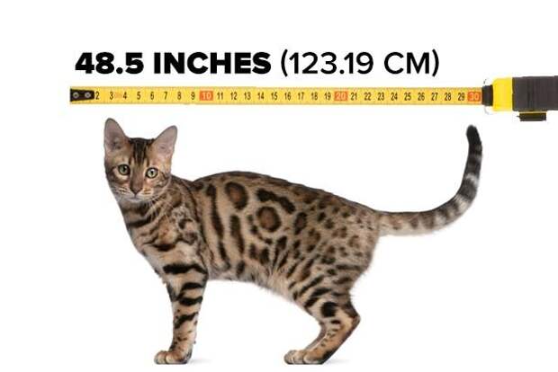 longcat2-610x408