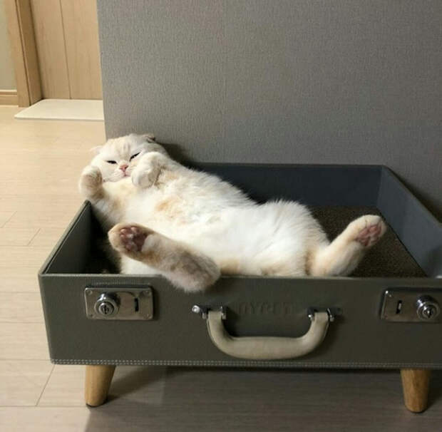 Кото диван