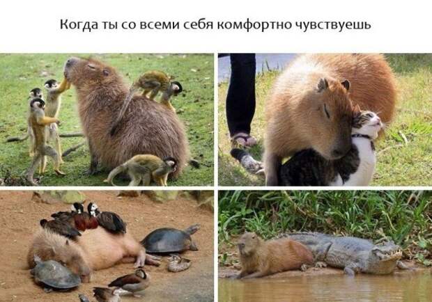 Прикольные животные, которые поднимут вам настроение