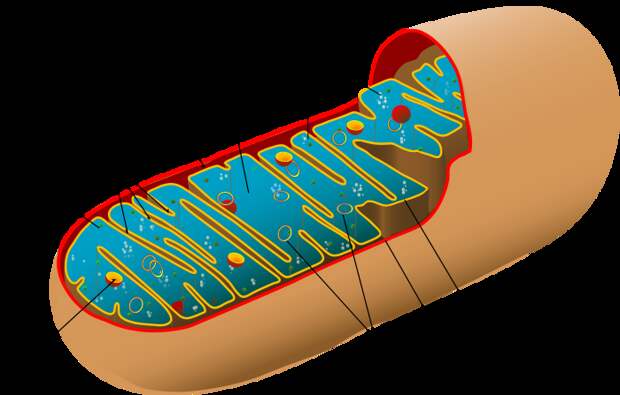 700px-Animal_mitochondrion_diagram_ru.sv