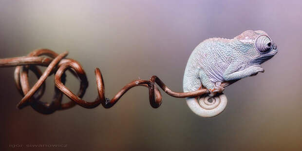 Baby Chameleon