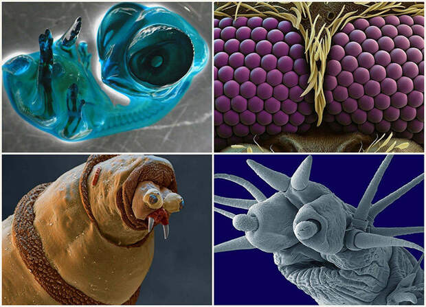 15 удивительных созданий которых не разглядеть без микроскопа