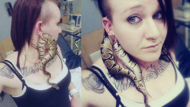 The python that was trapped in its owner's earlobe