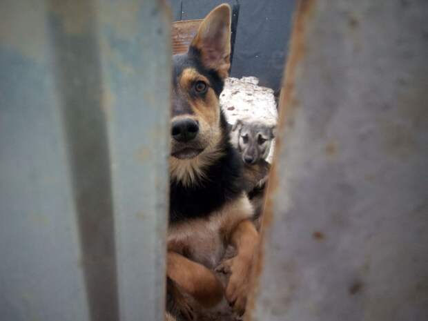 31 регион России, включая Тульскую область, выступили против умерщвления безнадзорных животных