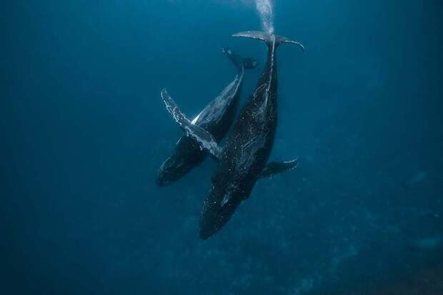Фотограф делает фантастические снимки огромных китов