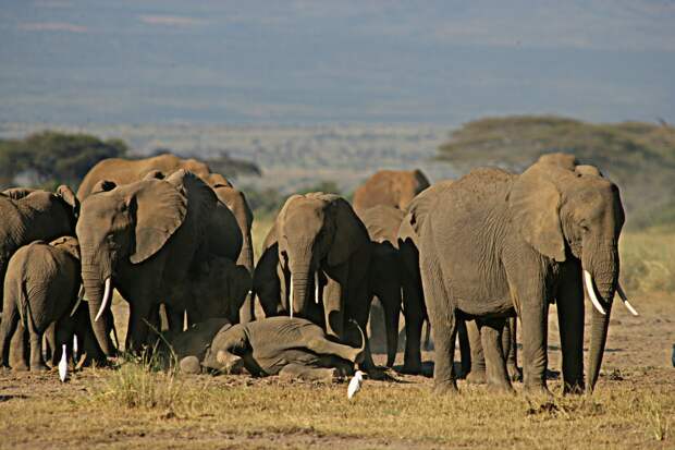 Исследование в Африке выяснило: Слоны называют друг друга по именам
