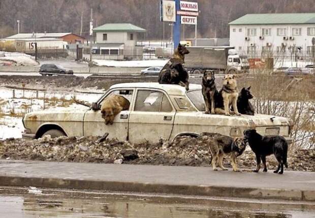 Свежая подборка автоприколов авто, автоприколы, приколы