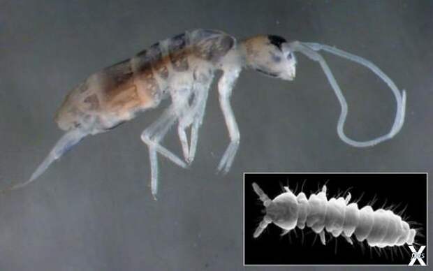 Ortobalaganensis Plutomurus