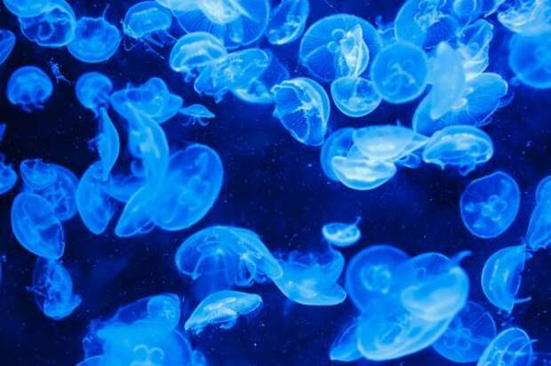 Человечество рискует остаться без рыбы и морепродуктов. И всё из-за нехватки кислорода