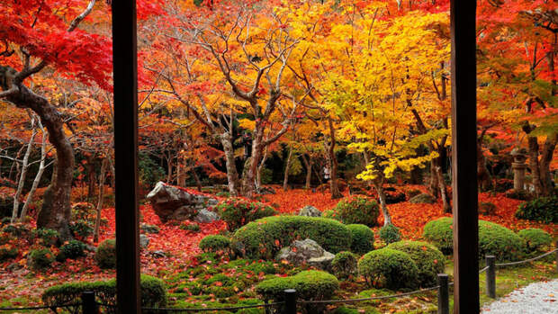 park-tree-leaf-fall-autumn (800x493, 520Kb)