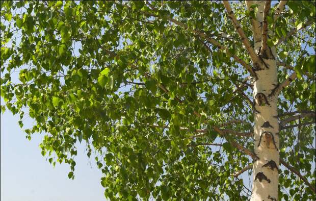 Свойства дерева   БЕРЕЗА. Целебная сила дерева. Как деревья нас лечат. Фото с сайта NewPix.ru