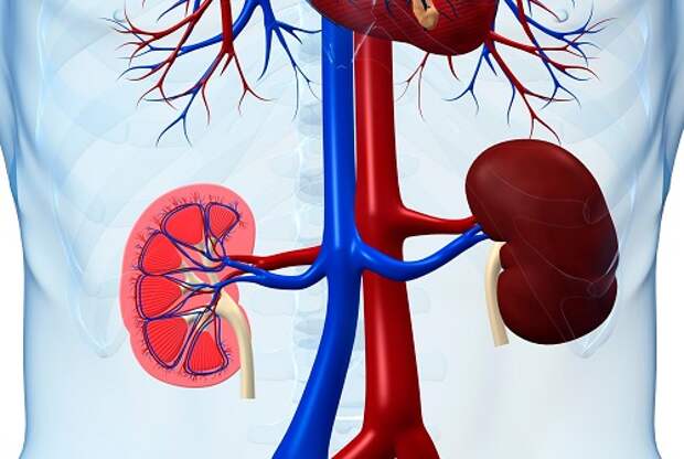 Почки - основа жизни всех внутренних органов