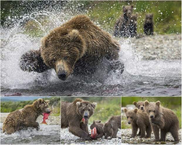 Медведица ловит лосося и кормит своих медвежат животные, медведь