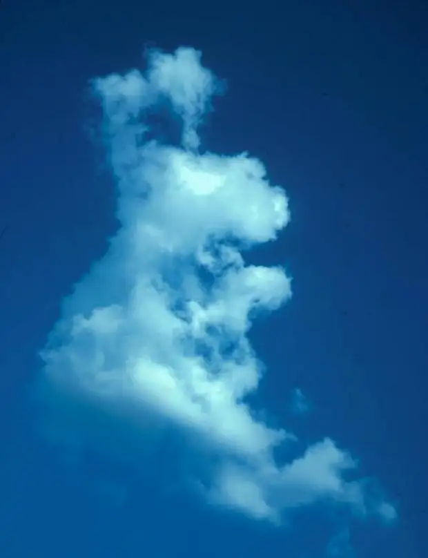 Облака в виде зверей. Облака похожие на животных. Виды облаков. Облака в форме животных.