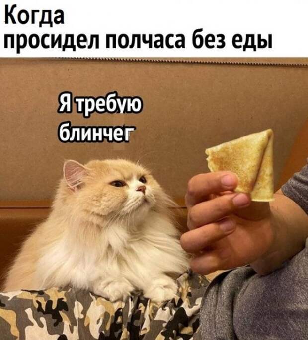 Картинки с котами и про котов