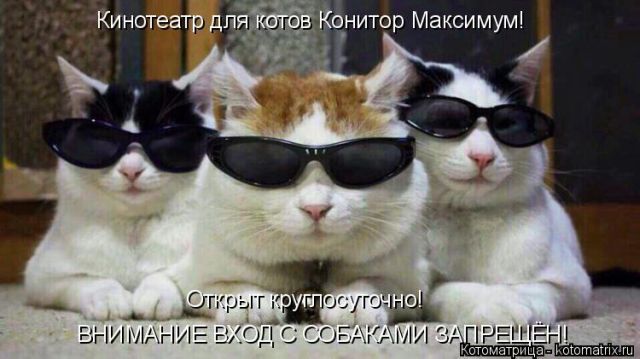Лучшие котоматрицы недели (51 фото)