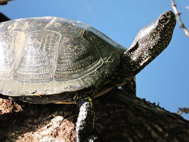 В Серебряном Бору поселились болотистые черепахи