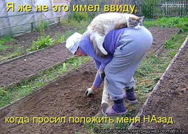 Лучшие котоматрицы недели (50 фото)