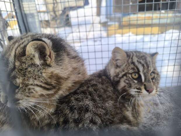 Котят дальневосточного лесного кота спасли в Приморье