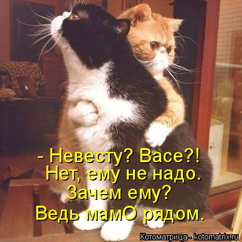 Котоматрица: - Невесту? Васе?! Нет, ему не надо. Зачем ему? Ведь мамО рядом.