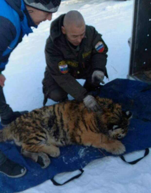 В Приморье раненный браконьерами тигрёнок идёт на поправку
