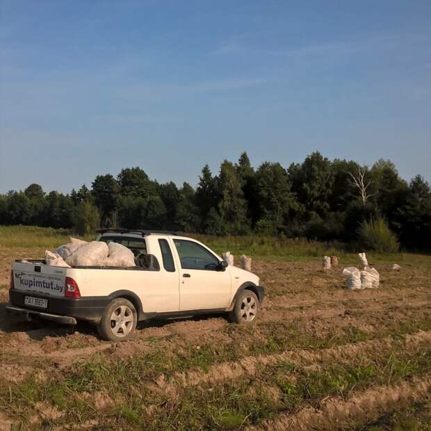 Беларусы капаюць бульбу бульба, работа, соцсети, фото