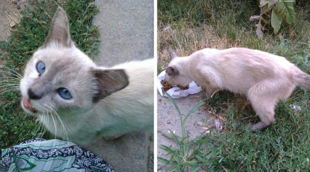 Исхудавшая кошка бегала за прохожими, беззвучно открывая рот кот, кошка, порода, приют, тайская кошка