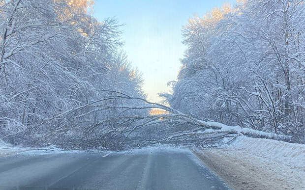 В Касимовском округе упавшее дерево перекрыло дорогу