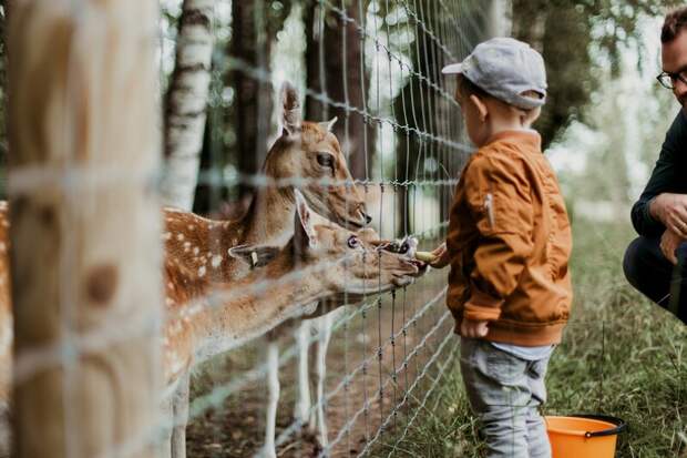 Ленинградский зоопарк подарит детям бесплатный вход в День защиты детей