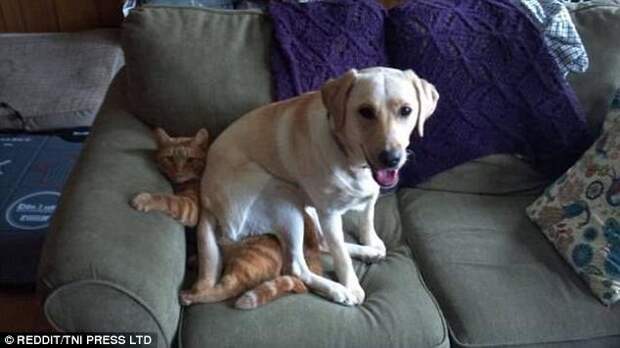 Кошка и собака в доме - борьба за диван неизбежна животные, коты, кошки, кошки и собаки, мило, питомцы, собаки, юмор