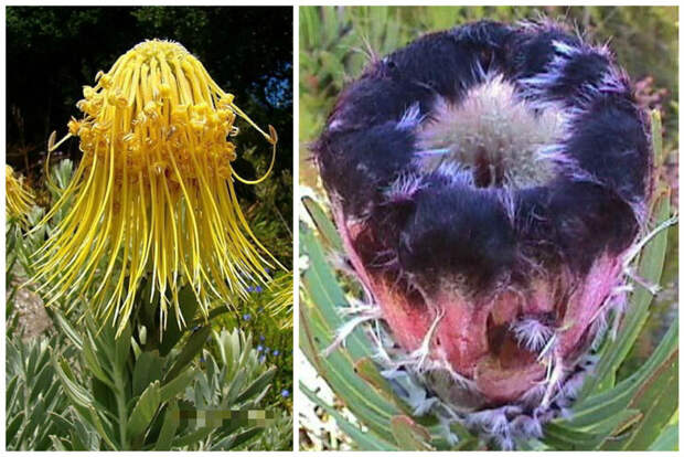 Протея (Red Pincushion Protea) и Protea Lepidocarpodendron или Черная Бородатая Протея интересное, красота, флора, цветы