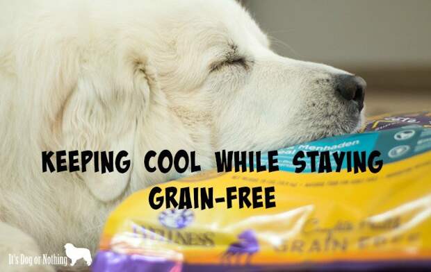 Great Pyrenees | It's Dog or Nothing #grainfreeforme