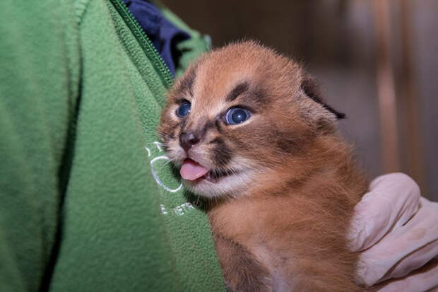 Baby Caracals