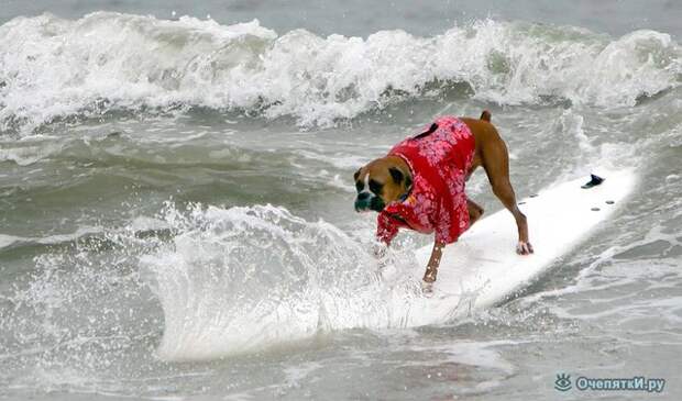 Собачий сёрфинг (15 фото)