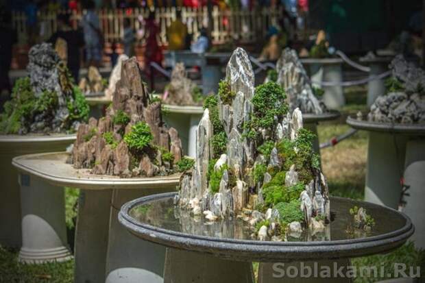 Стили бонсай. Исидзуки. Фото
