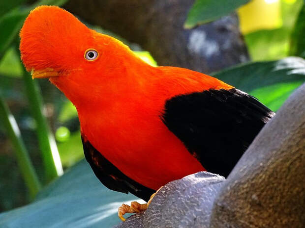 rupicola-peruviana_02