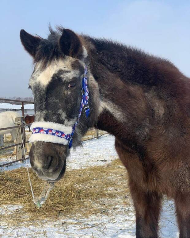 Самая старая лошадь в России отпраздновала золотой юбилей