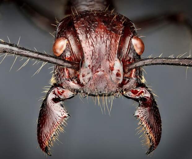 Макросъемка: Удивительный мир насекомых макросъёмка, насекомые, фотограф