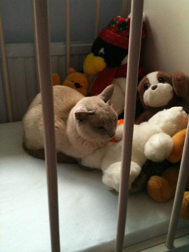 30 случаев, когда люди думали, что у них нет кота, но вот же он