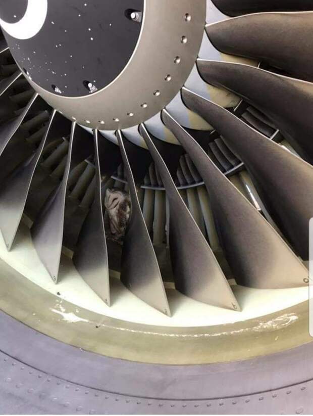 Сотрудники аэропорта случайно обнаружил сову, спящую в двигателе самолёта в мире, добро, птица, самолет, сова, спасение