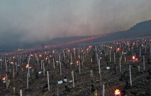 Виноградники во Франции спасают от мороза с помощью горящих бочек
