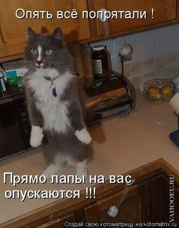 Нужный кусочек. Коты поржать. Скучного дежурства. Кот по стойке смирно. Без понятия.