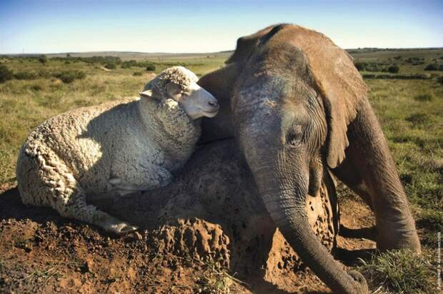 7 примеров необычной дружбы между животными