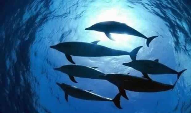 Почему акулы боятся дельфинов?